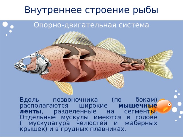 Внутреннее строение рыбы Опорно-двигательная система Вдоль позвоночника (по бокам) располагаются широкие мышечные  ленты , разделенные на сегменты. Отдельные мускулы имеются в голове ( мускулатура челюстей и жаберных крышек) и в грудных плавниках. 