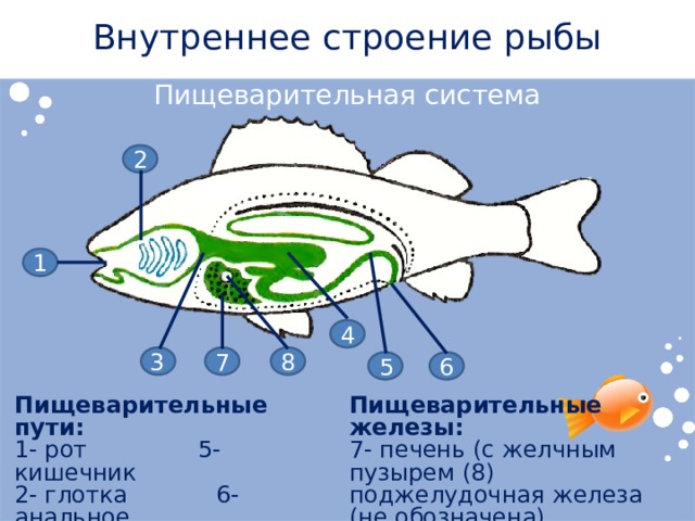 Внутреннее строение рыбы Пищеварительная система 2 1 4 8 3 7 6 5 Пищеварительные железы: Пищеварительные пути: 1- рот   5- кишечник 7- печень (с желчным пузырем (8) 2- глотка 6- анальное поджелудочная железа 3- пищевод отверстие (не обозначена) 4- желудок 