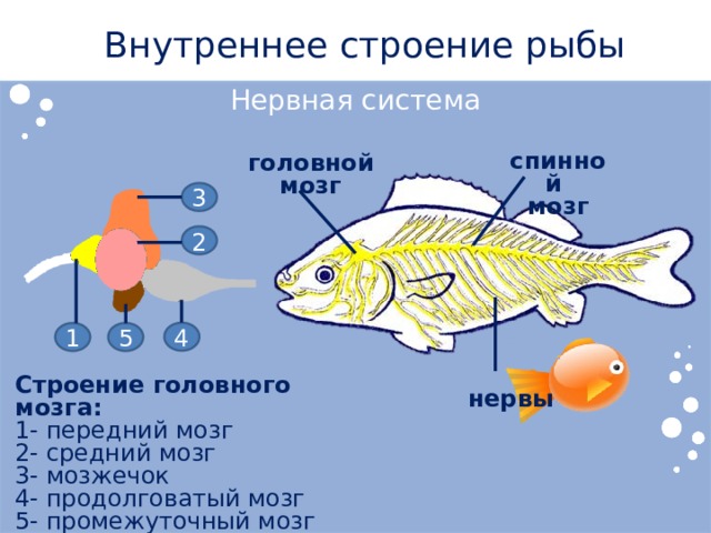 Внутреннее строение рыбы Нервная система спинной мозг головной мозг 3 2 5 4 1 Строение головного мозга: 1- передний мозг 2- средний мозг 3- мозжечок 4- продолговатый мозг 5- промежуточный мозг нервы 