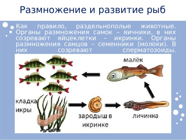 Размножение и развитие рыб Как правило, раздельнополые животные. Органы размножения самок – яичники, в них созревают яйцеклетки – икринки. Органы размножения самцов – семенники (молоки). В них созревают сперматозоиды. Оплодотворение наружное. 
