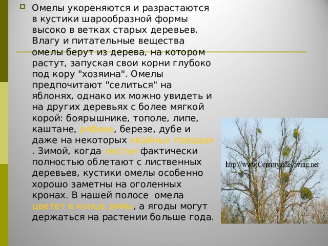 Омелы укореняются и разрастаются в кустики шарообразной формы высоко в ветках старых деревьев. Влагу и питательные вещества омелы берут из дерева, на котором растут, запуская свои корни глубоко под кору 