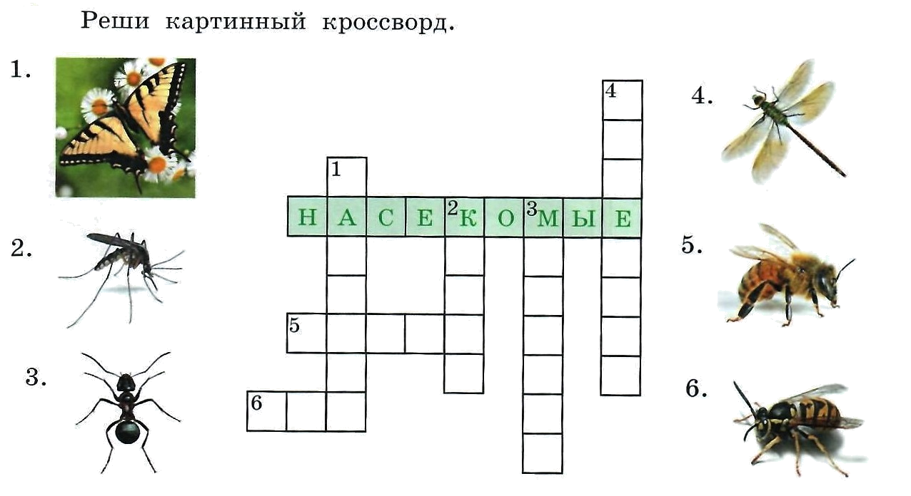 Кроссворд насекомые для дошкольников. Схема описания насекомых для дошкольников.