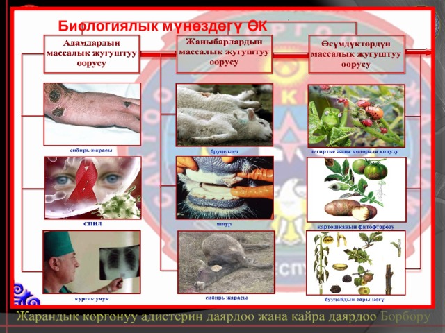 Биологиялык мүнөздөгү ӨК 