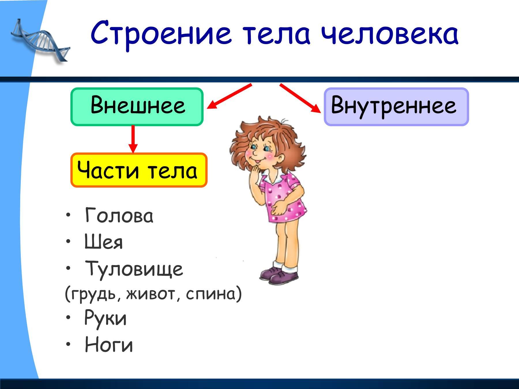 Части тела 3 класс. Строение тела человека. Человек строение тела человека. Внешнее строение тела человека. Презентация части тела.