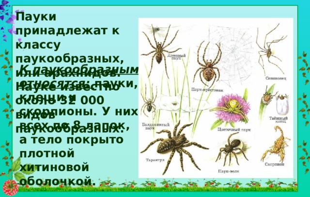 Класс паукообразные отряды. Систематика паукообразных. Классификация паукообразных. Класс паукообразные систематика. Кто относится к классу паукообразных.