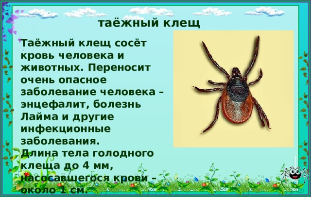 Таежный клещ презентация