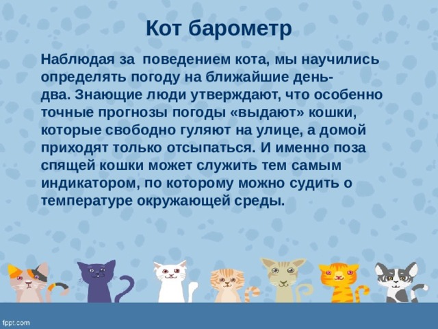 Поведение кота