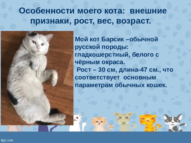  Особенности моего кота: внешние признаки, рост, вес, возраст. Мой кот Барсик –обычной русской породы: гладкошерстный, белого с чёрным окраса. Рост – 30 см, длина-47 см., что соответствует основным параметрам обычных кошек. 