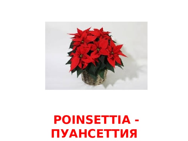 POINSETTIA - ПУАНСЕТТИЯ
