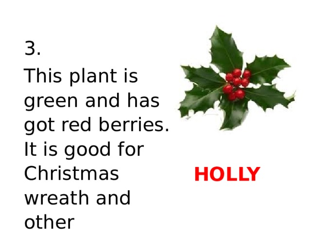 3. This plant is green and has got red berries. It is good for Christmas wreath and other decorations. HOLLY