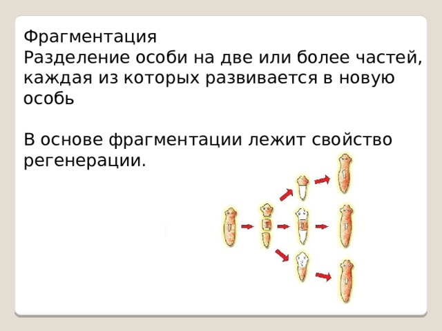 Особей больше чем. Разделение особи на две или несколько частей. Деление особи. Фрагментация это в генетике. Внутренняя фрагментация.