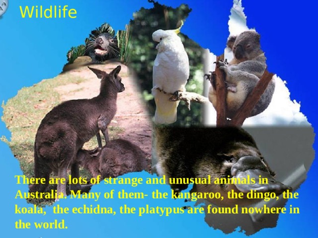 Wildlife There are lots of strange and unusual animals in Australia. Many of them- the kangaroo, the dingo, the koala, the echidna, the platypus are found nowhere in the world. 