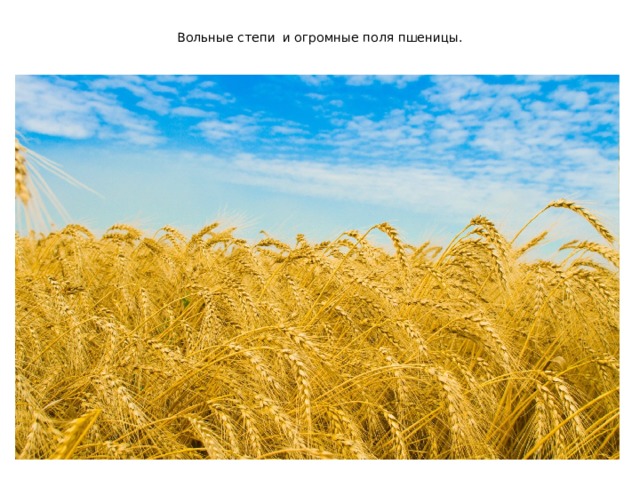 Вольные степи  и огромные поля пшеницы. 