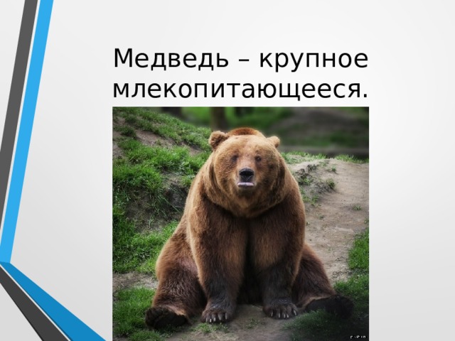 Медведь – крупное млекопитающееся. 