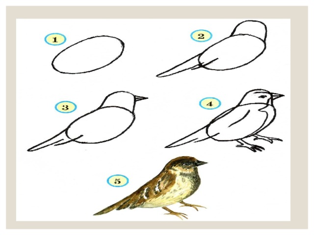 Схематический рисунок птиц. Нарисовать птицу 4 класс. Последовательность как нарисовать птицу. Форма тела птиц как нарисовать. Туловище птицы рисунок лёгкий.