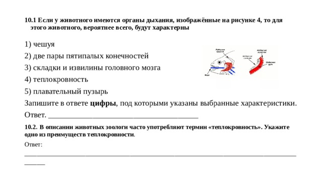 Если у животного мозг изображенный на рисунке то для этого животного вероятнее всего будут