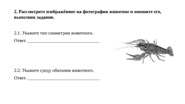 Тип симметрии животного ящерица укажите изображенного на рисунке