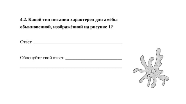 Какой тип питания характерен для золотистого хомячка изображенного на рисунке 1 обоснуйте свой ответ