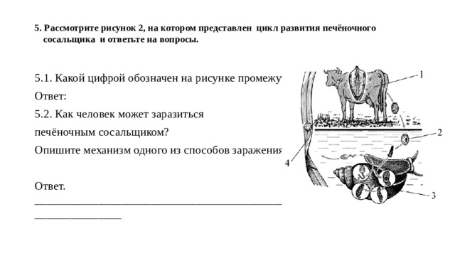 Рассмотрите рисунок основные