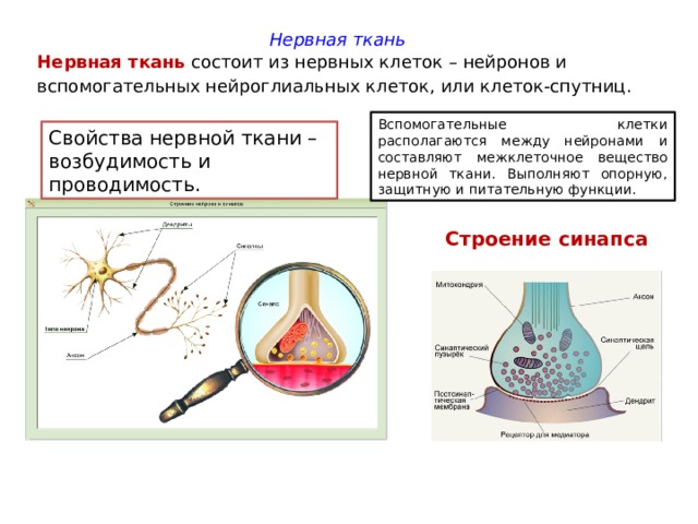 Строение нервной клетки рисунок