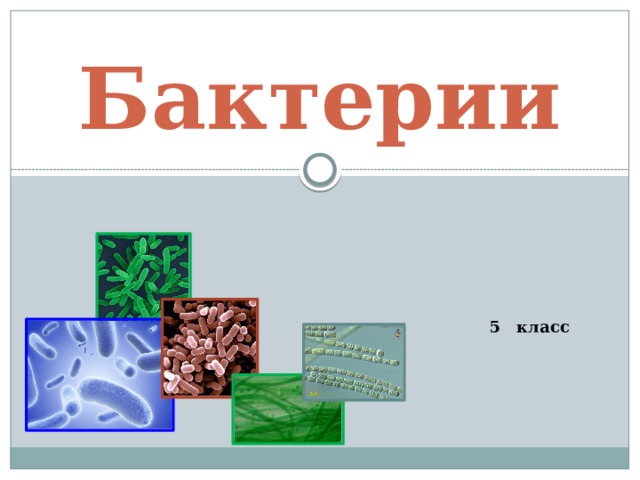 Бактерии          5 класс 