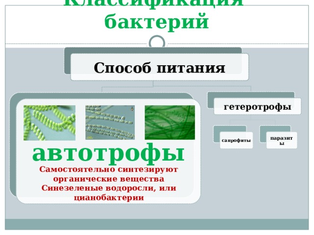 Водоросли автотрофы. Водоросли гетеротрофы или. Зеленые водоросли автотрофы или гетеротрофы. Способ питания водорослей.