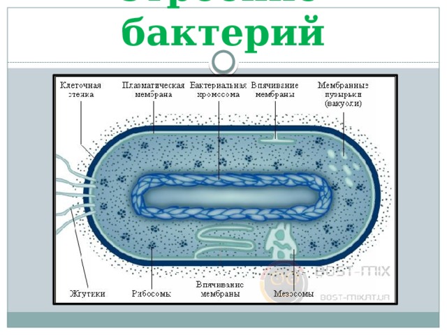 Особенности строения клетки бактерии