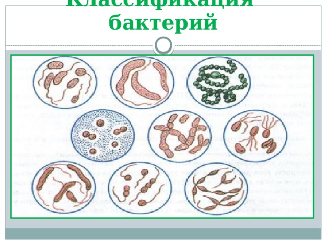 Классификация бактерий 
