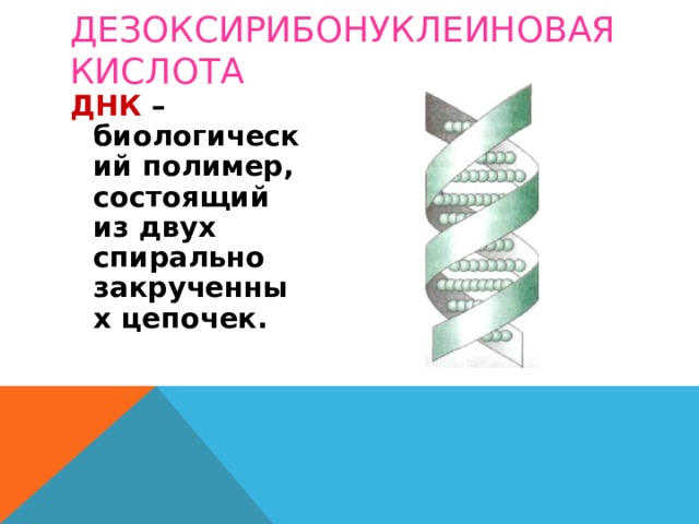 ДЕЗОКСИРИБОНУКЛЕИНОВАЯ КИСЛОТА ДНК –биологический полимер, состоящий из двух спирально закрученных цепочек. 