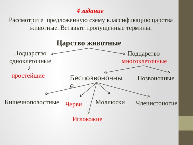 Беспозвоночные животные схема