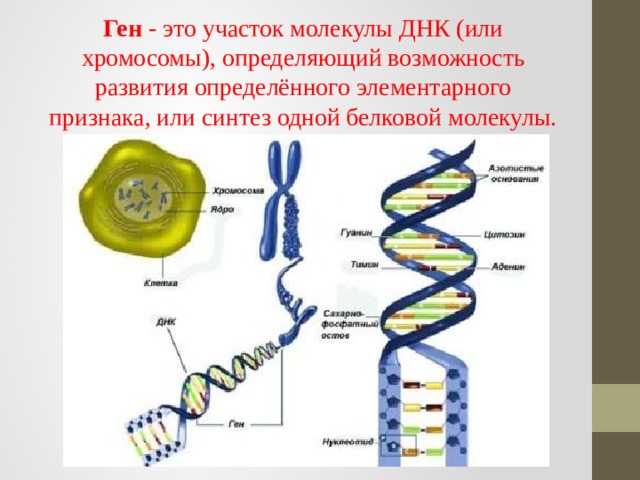 Ген - это участок молекулы ДНК (или хромосомы), определяющий возможность развития определённого элементарного признака, или синтез одной белковой молекулы. 