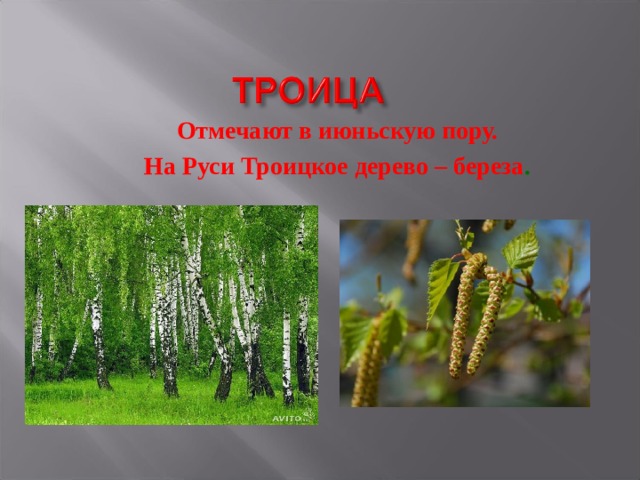 Отмечают в июньскую пору. На Руси Троицкое дерево – береза . 