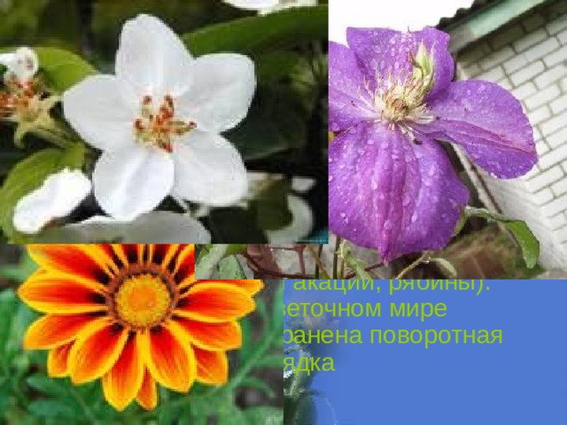 СИММЕТРИЯ В МИРЕ РАСТЕНИЙ  Для листьев характерна зеркальная симметрия. Эта же симметрия встречается и у цветов, однако у них зеркальная симметрия чаще выступает в сочетании с поворотной симметрией. Нередки случаи и переносной симметрии (веточки акации, рябины). Интересно, что в цветочном мире наиболее распространена поворотная симметрия 5-го порядка 