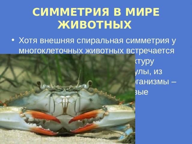 СИММЕТРИЯ В МИРЕ ЖИВОТНЫХ  Хотя внешняя спиральная симметрия у многоклеточных животных встречается редко, зато спиральную структуру имеют многие важные молекулы, из которых построены живые организмы – белки, дезоксирибонуклеиновые кислоты – ДНК4. 
