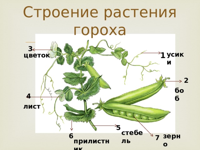 Цветок и плод гороха рисунок