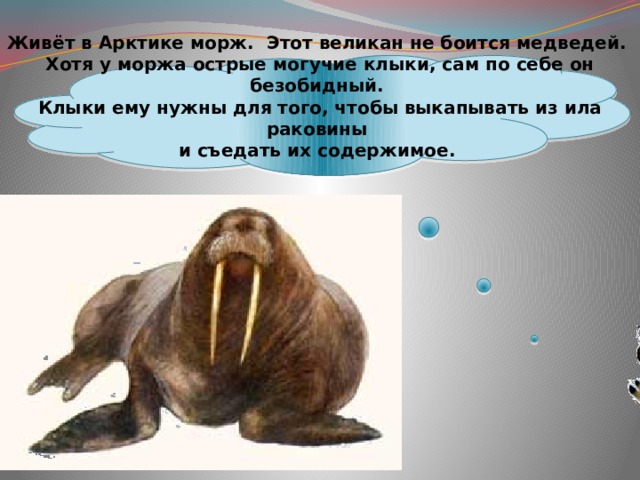 Живёт в Арктике морж. Этот великан не боится медведей.  Хотя у моржа острые могучие клыки, сам по себе он безобидный.  Клыки ему нужны для того, чтобы выкапывать из ила раковины  и съедать их содержимое.  
