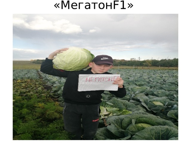 «МегатонF1» 