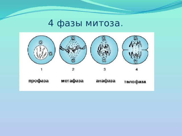 Рисунки стадии митоза
