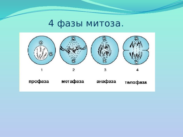 Способна к митозу. 4 Фазы митоза. Фазы митоза схема. Фазы митоза 10 класс. 4 Фазы митоза рисунок.