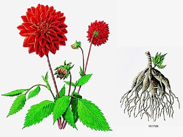 Строение астры рисунок