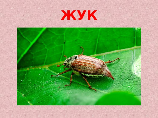 Жук звуковая схема 1 класс