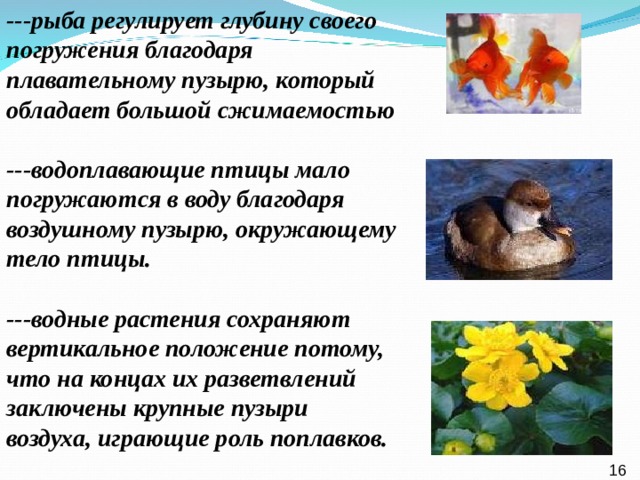 ---рыба регулирует глубину своего погружения благодаря плавательному пузырю, который обладает большой сжимаемостью  ---водоплавающие птицы мало погружаются в воду благодаря воздушному пузырю, окружающему тело птицы.  ---водные растения сохраняют вертикальное положение потому, что на концах их разветвлений заключены крупные пузыри воздуха, играющие роль поплавков. 16  