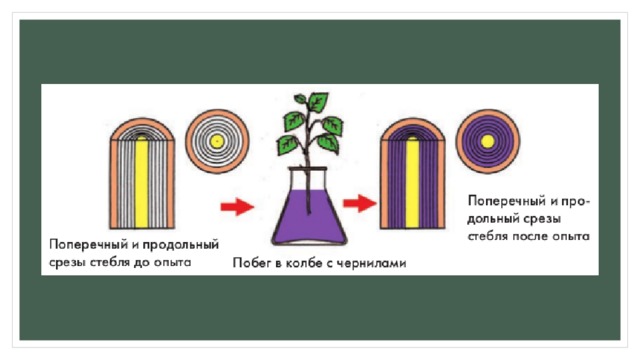 Какой слой стебля окрасился