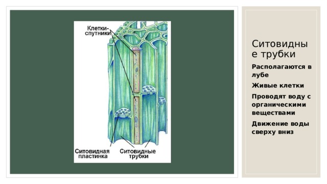 Ситовидные трубки луба. Ситовидные трубки располагаются в. Ситовидные трубки проводят воду. Ситовидные трубки функции.