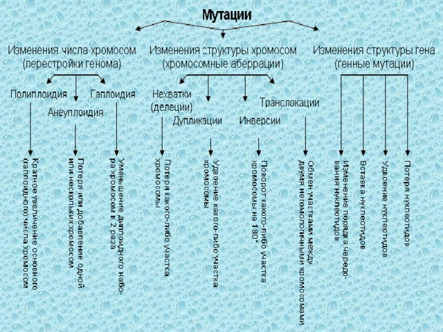Мутационная изменчивость виды мутаций презентация биология 10 класс