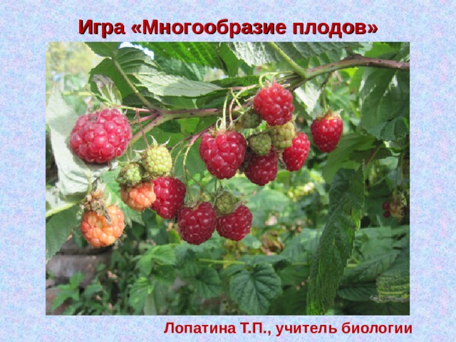 Игра «Многообразие плодов» Лопатина Т.П., учитель биологии 