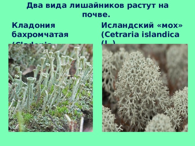 Два вида лишайников растут на почве. Исландский «мох» (Cetraria islandica (L.) Кладония бахромчатая  (Cladonia fimbriata (L.) 