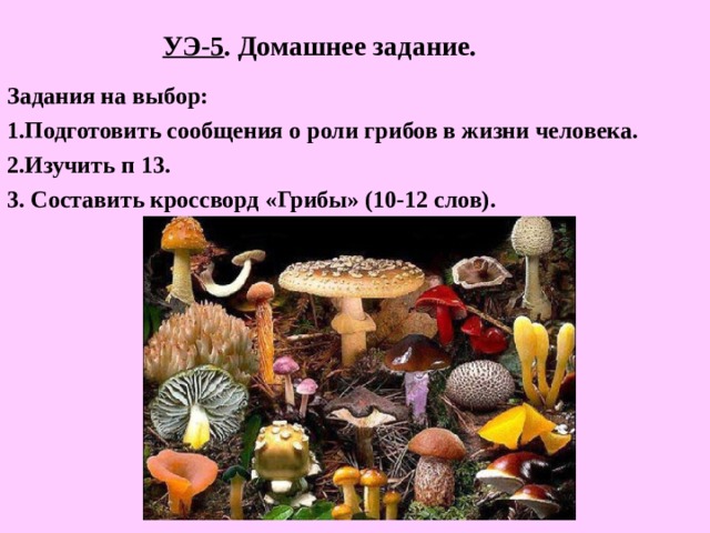 УЭ-5 . Домашнее задание. Задания на выбор: 1.Подготовить сообщения о роли грибов в жизни человека. 2.Изучить п 13. 3. Составить кроссворд «Грибы» (10-12 слов).  