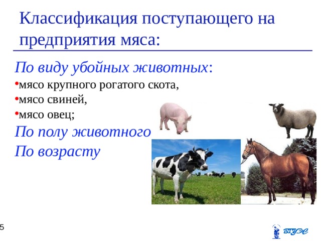 Классификация поступающего на предприятия мяса: По виду убойных животных : мясо крупного рогатого скота, мясо свиней, мясо овец; По полу животного По возрасту  