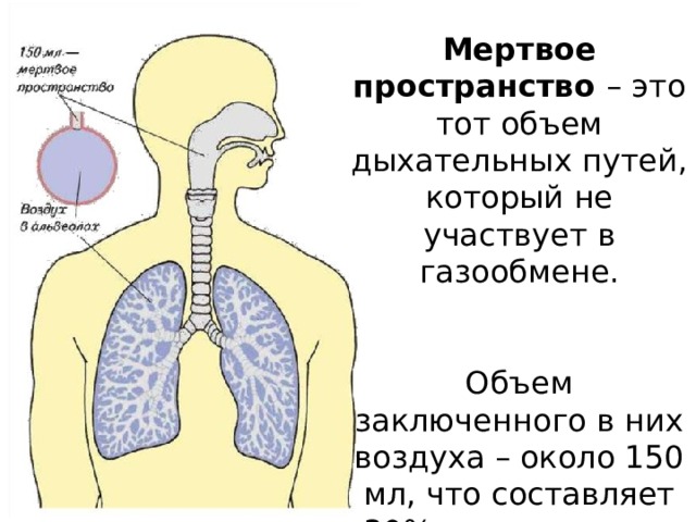 Мертвое пространство – это тот объем дыхательных путей, который не участвует в газообмене. Объем заключенного в них воздуха – около 150 мл, что составляет 30% дыхательного объема при спокойном дыхании. 